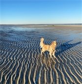 Dog on Beach