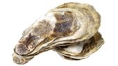 oyster