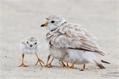 Plovers