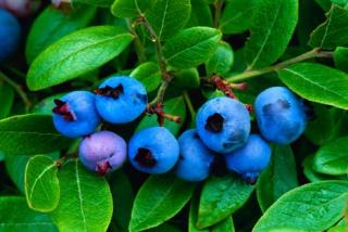 Blueberries